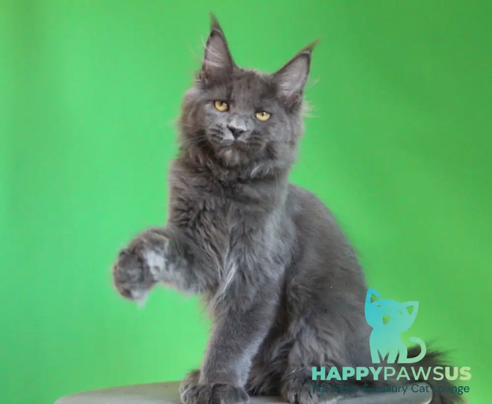 Femme Fatale Maine Coon polydactyl female blue live animals