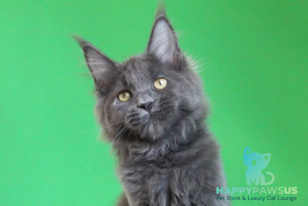 Femme Fatale Maine Coon polydactyl female blue live animals