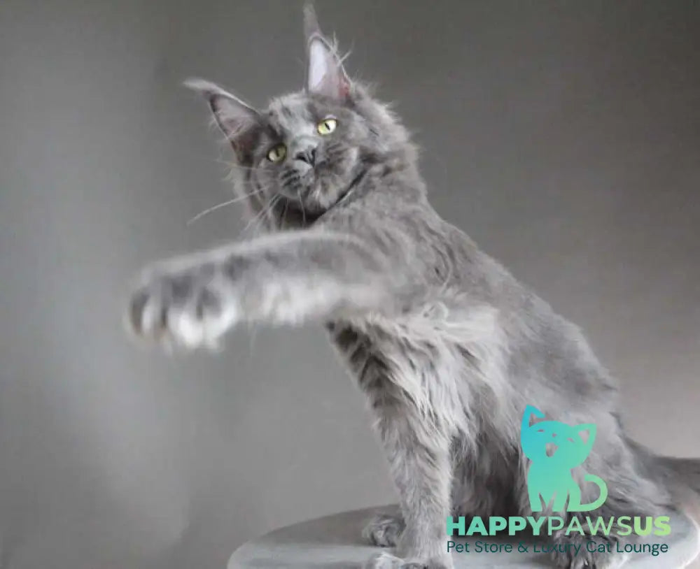 Femme Fatale Maine Coon polydactyl female blue - live animals