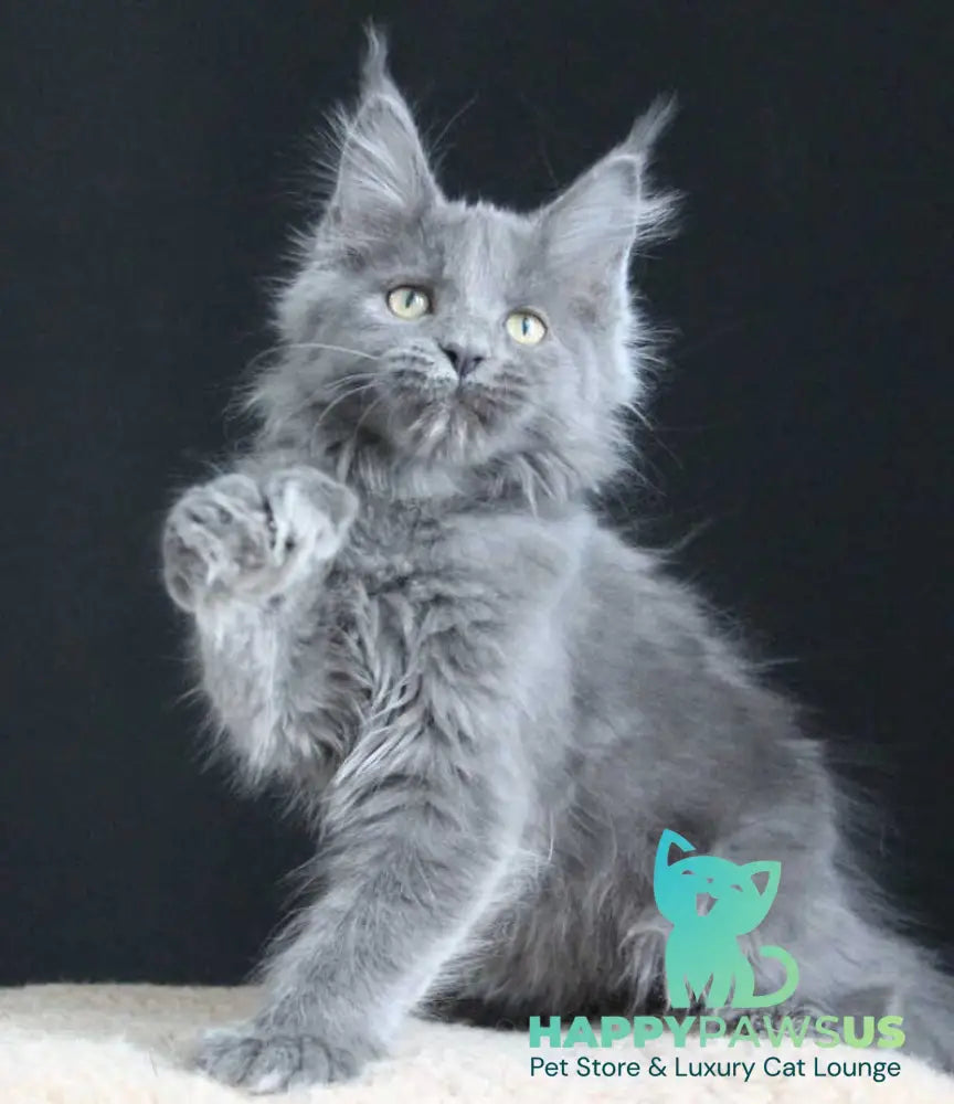 Femme Fatale Maine Coon polydactyl female blue live animals