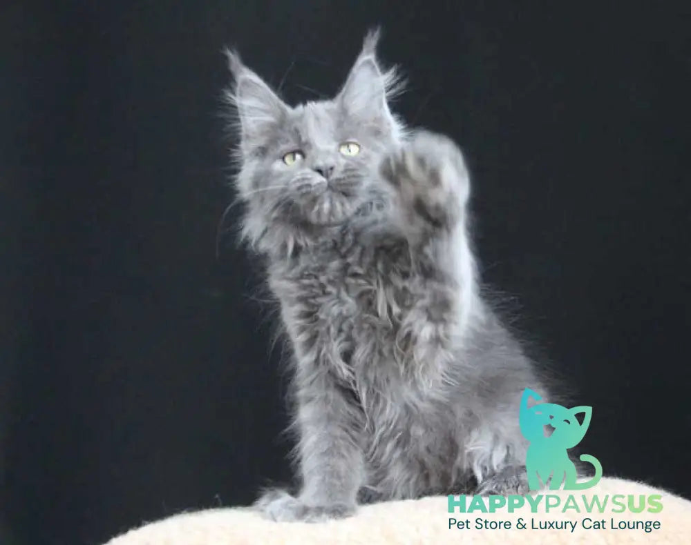 Femme Fatale Maine Coon polydactyl female blue live animals