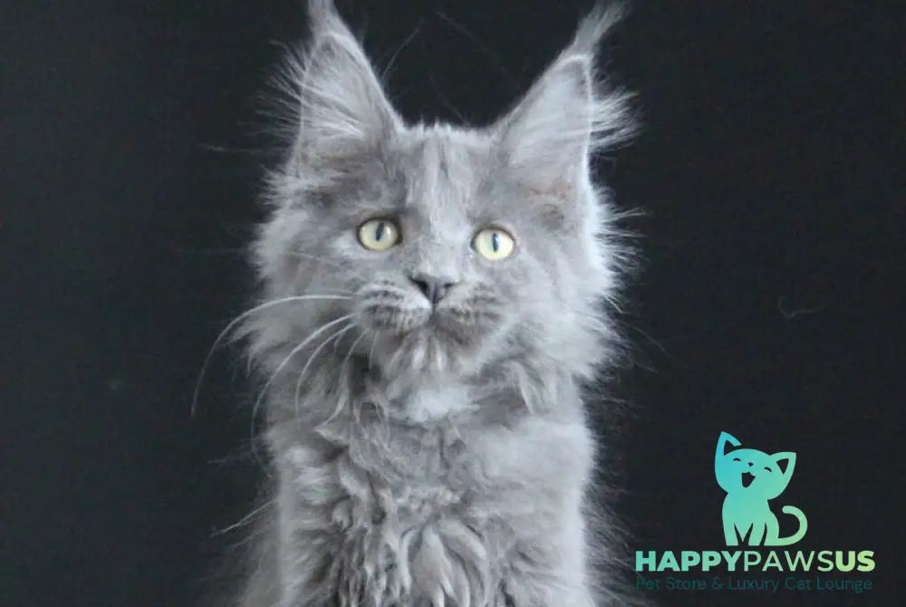 Femme Fatale Maine Coon polydactyl female blue live animals