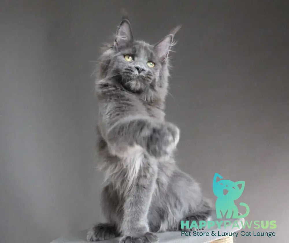 Femme Fatale Maine Coon polydactyl female blue - live animals
