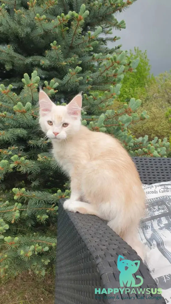 Fender Maine Coon male cream silver ticked tabby - live animals