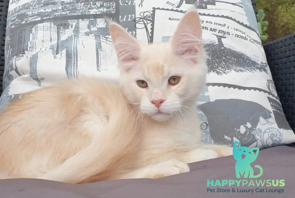 Fender Maine Coon male cream silver ticked tabby - live animals