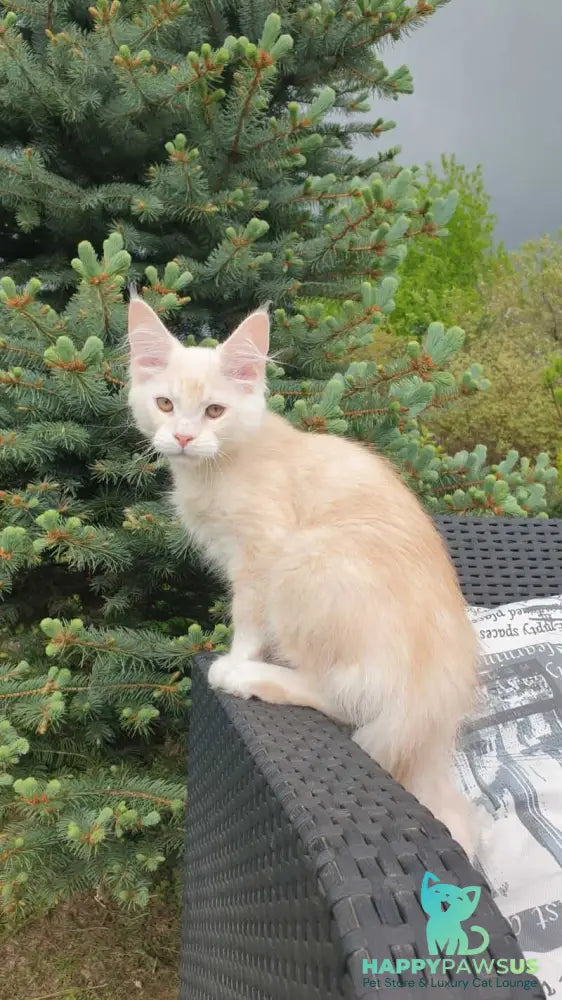 Fender Maine Coon male cream silver ticked tabby - live animals