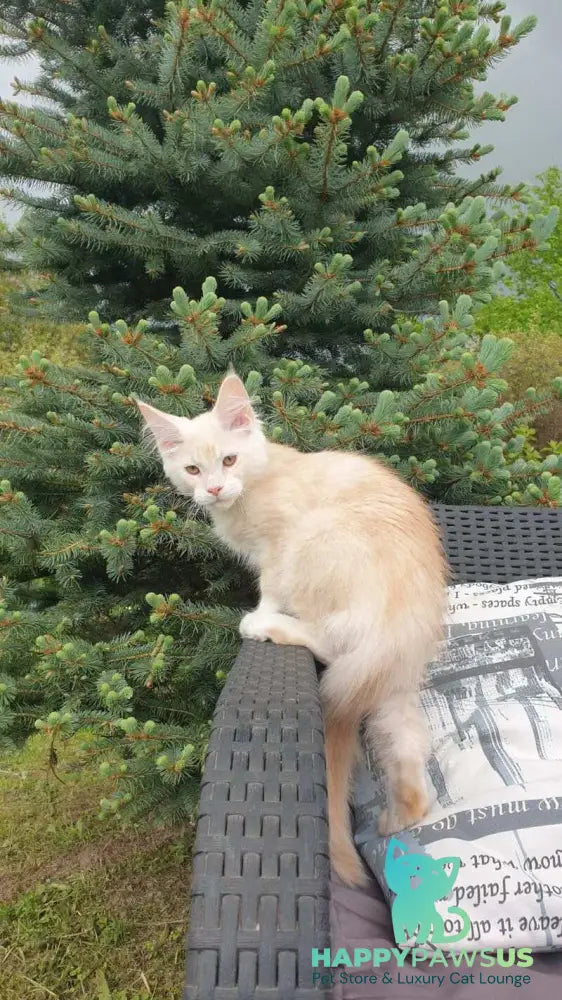 Fender Maine Coon male cream silver ticked tabby - live animals