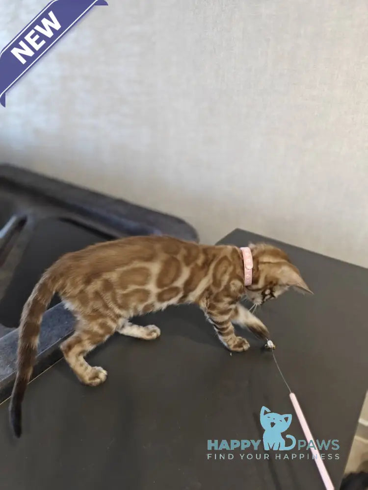 Fendi Bengal female black amber spotted tabby pointed live animals