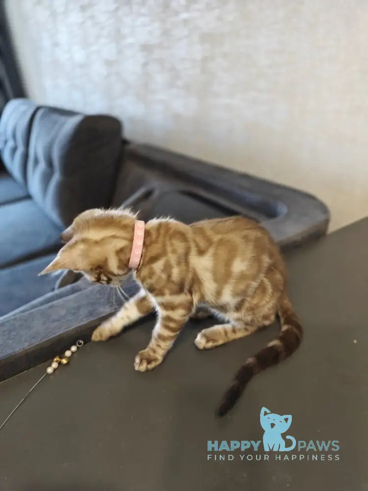 Fendi Bengal female black amber spotted tabby pointed live animals