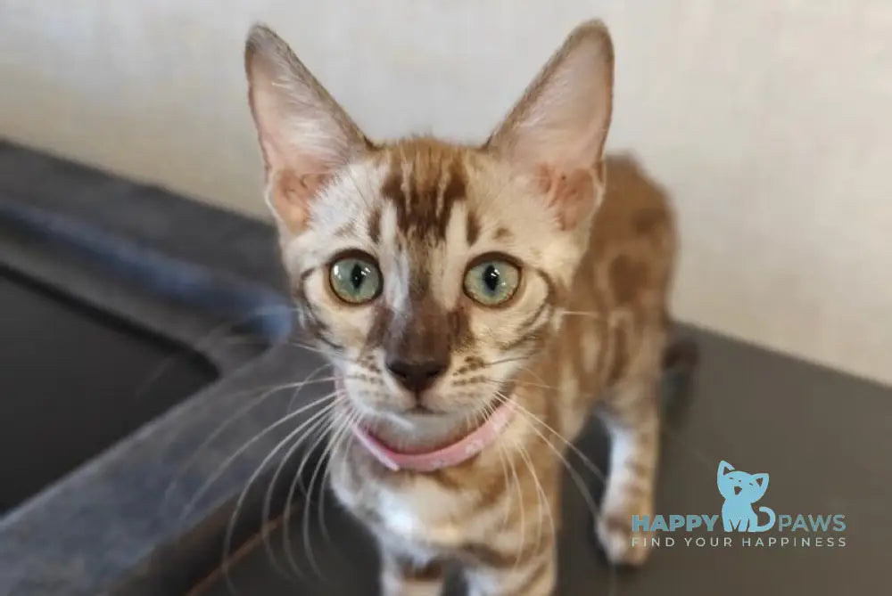 Fendi Bengal female black amber spotted tabby pointed live animals