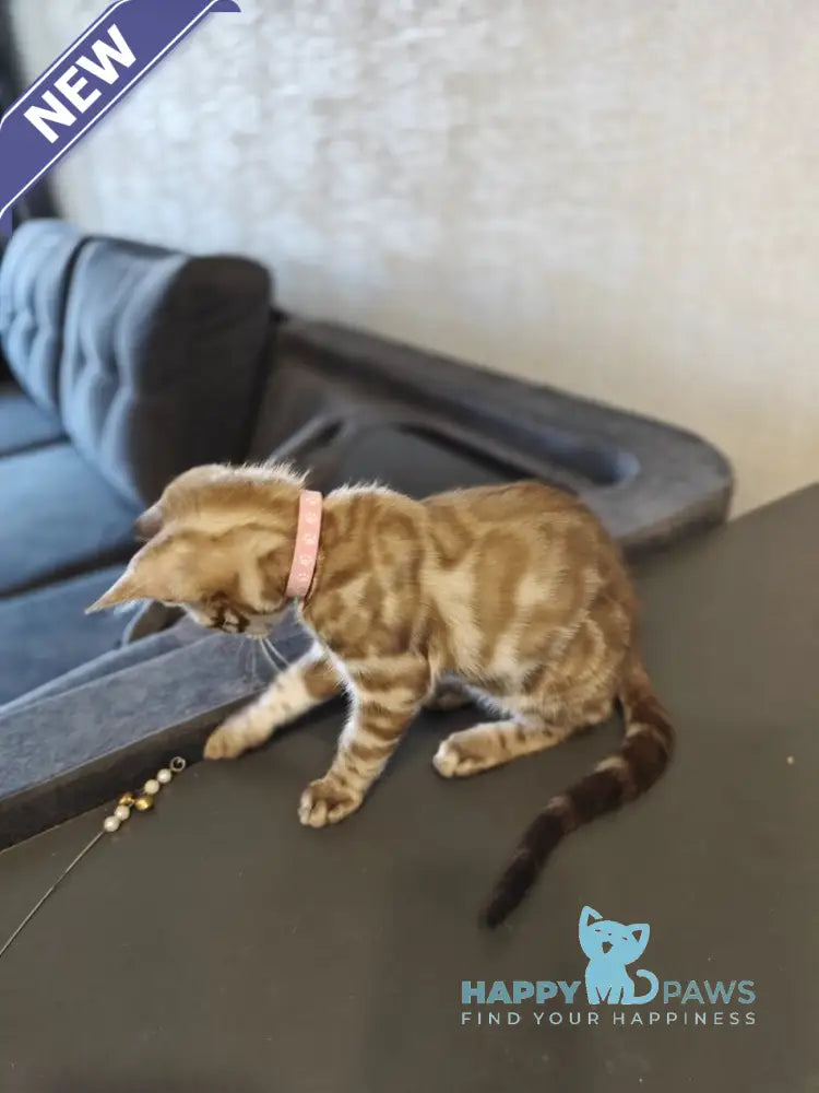 Fendi Bengal female black amber spotted tabby pointed live animals