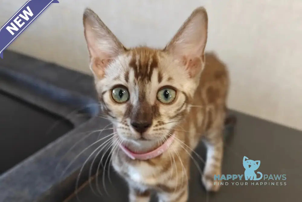 Fendi Bengal female black amber spotted tabby pointed live animals