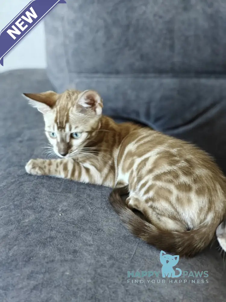 Fendi Bengal female black amber spotted tabby pointed live animals