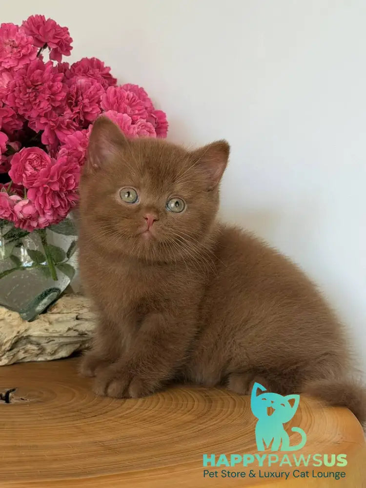 Fendi British Shorthair male cinnamon - live animals
