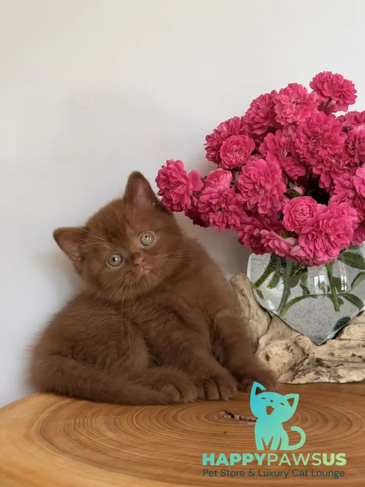 Fendi British Shorthair male cinnamon - live animals