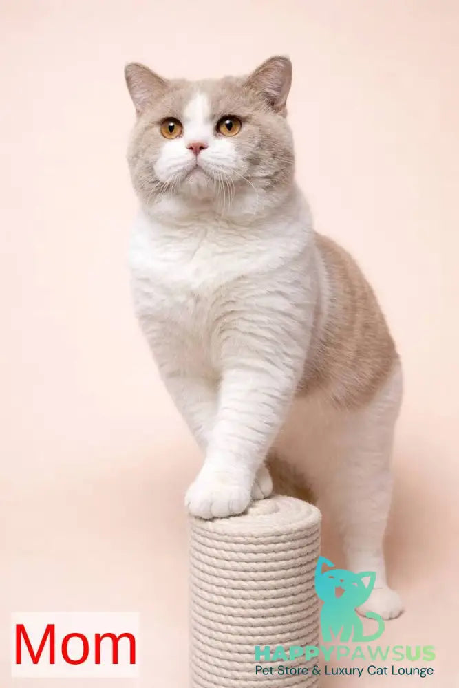 Fendi British Shorthair male cinnamon - live animals