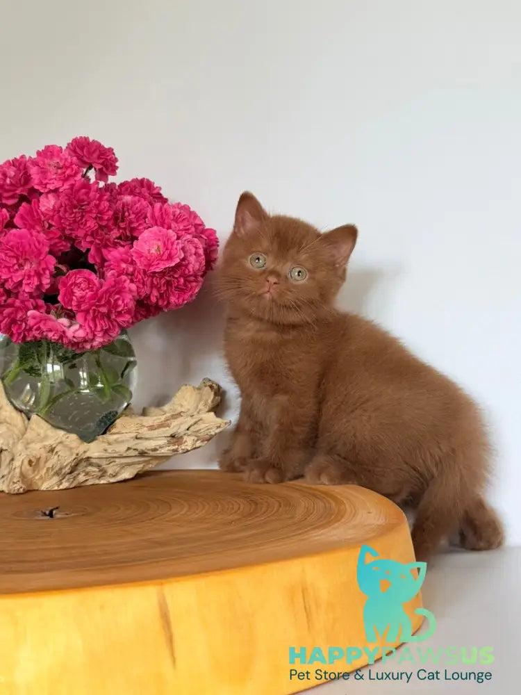 Fendi British Shorthair male cinnamon - live animals