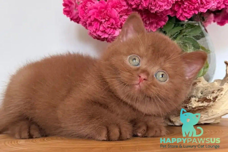 Fendi British Shorthair male cinnamon - live animals