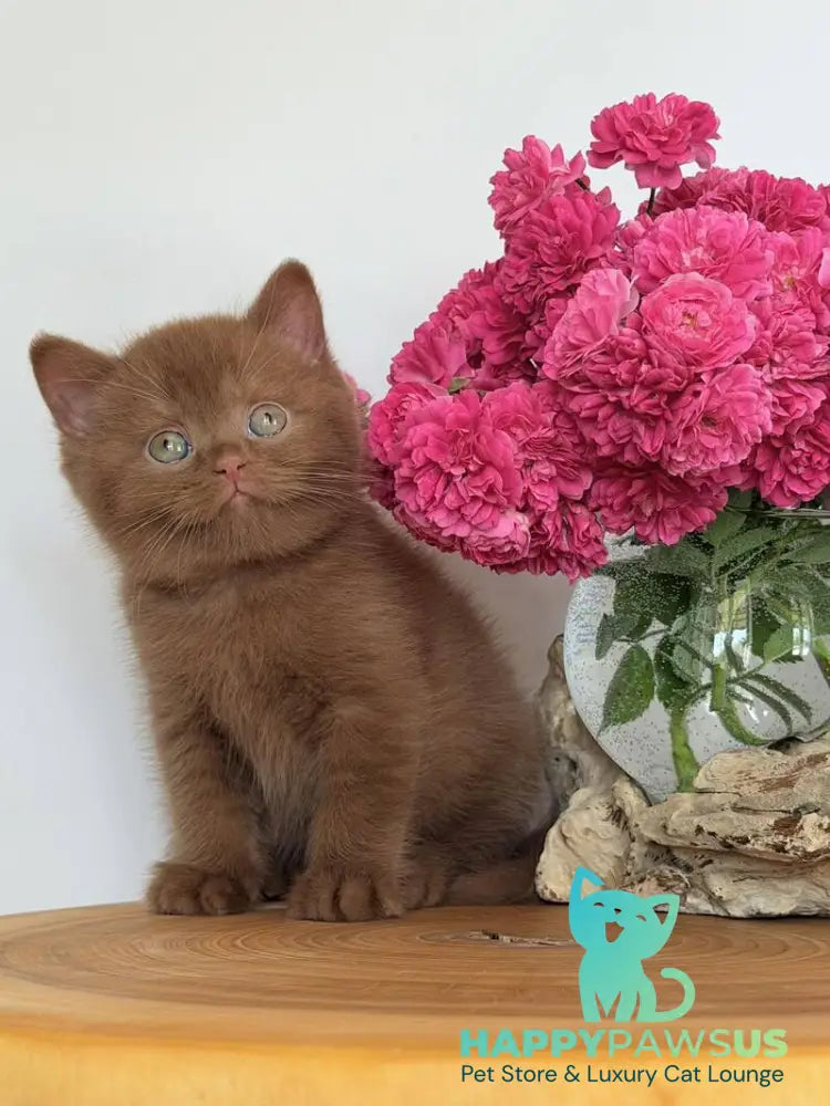 Fendi British Shorthair male cinnamon - live animals