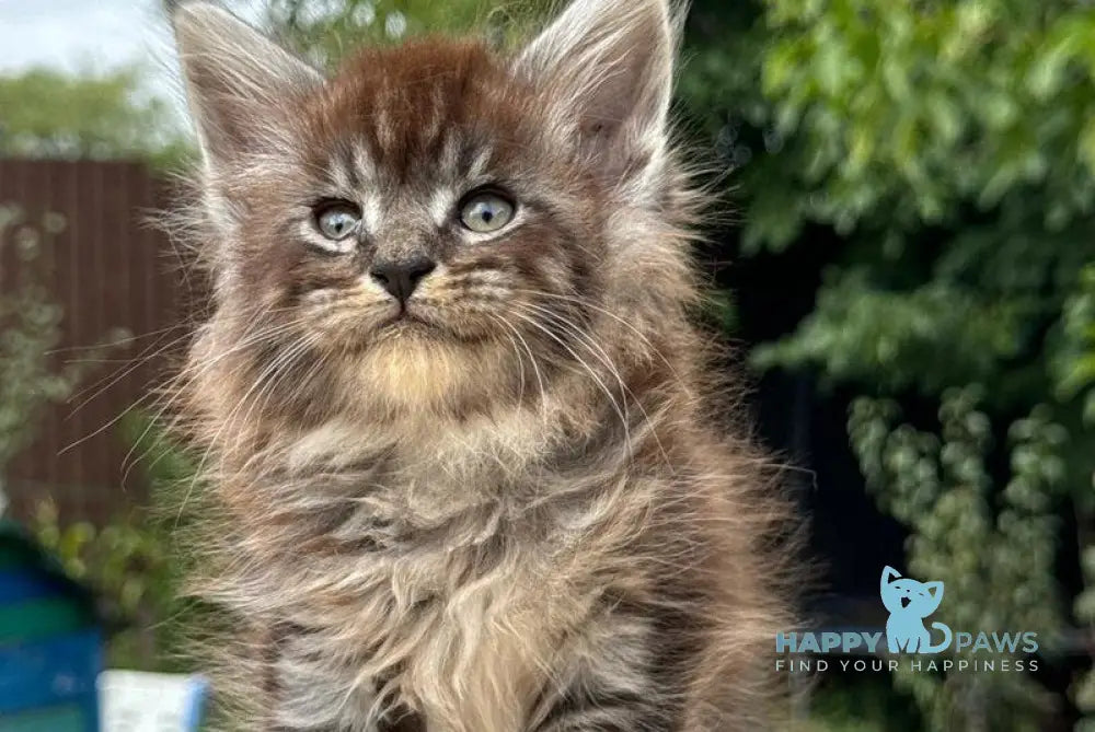 Fendi Maine Coon male black silver tabby live animals