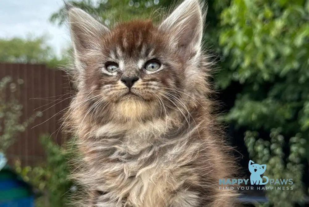 Fendi Maine Coon male black silver tabby live animals