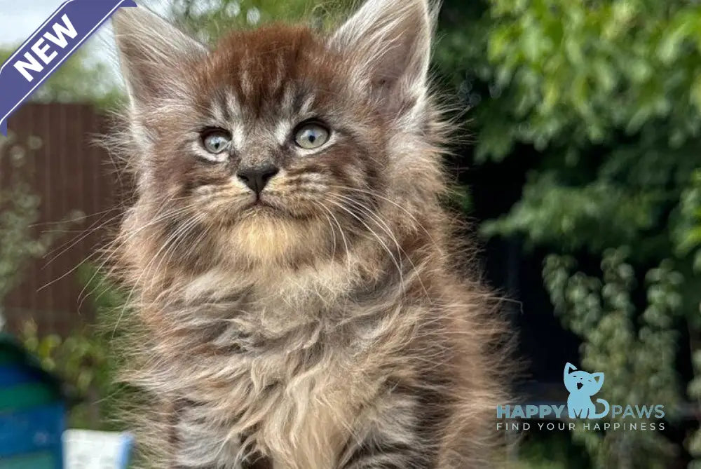 Fendi Maine Coon male black silver tabby live animals