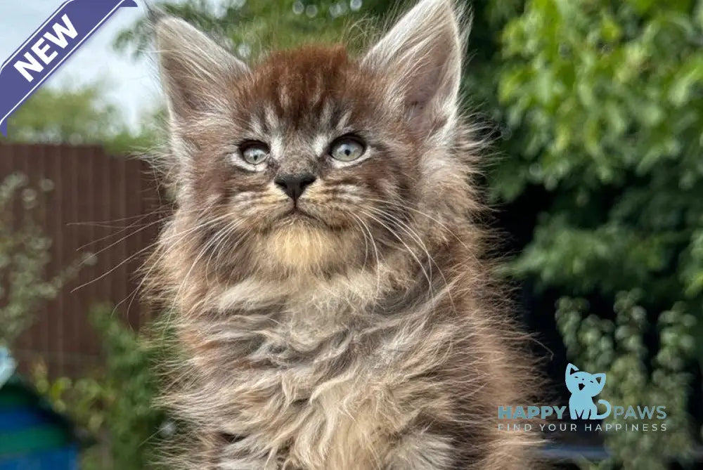 Fendi Maine Coon male black silver tabby live animals