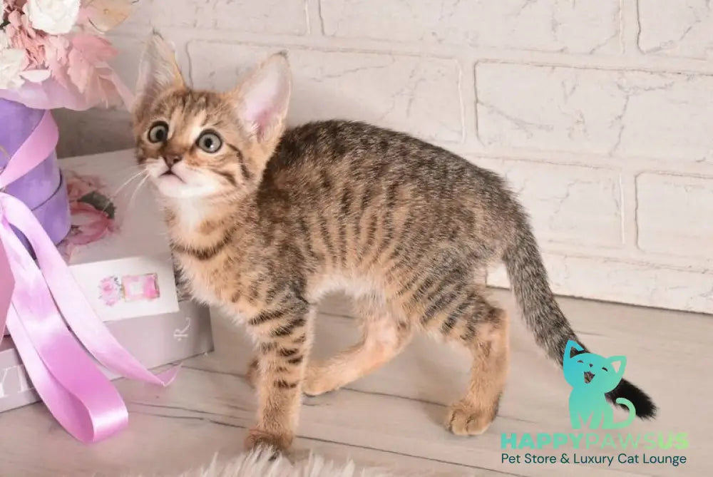 Fenek Savannah female black spotted tabby - live animals