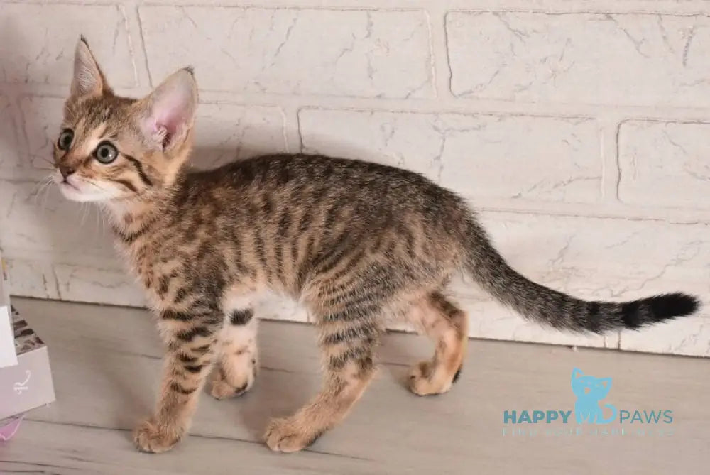 Fenek Savannah female black spotted tabby - live animals