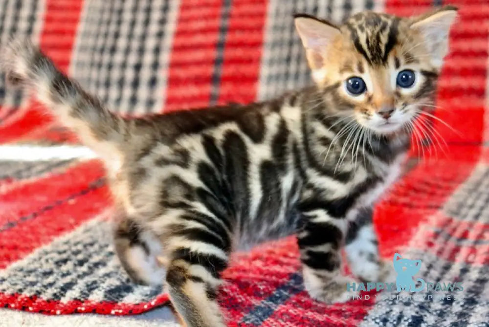 Feniks Bengal male black spotted tabby live animals