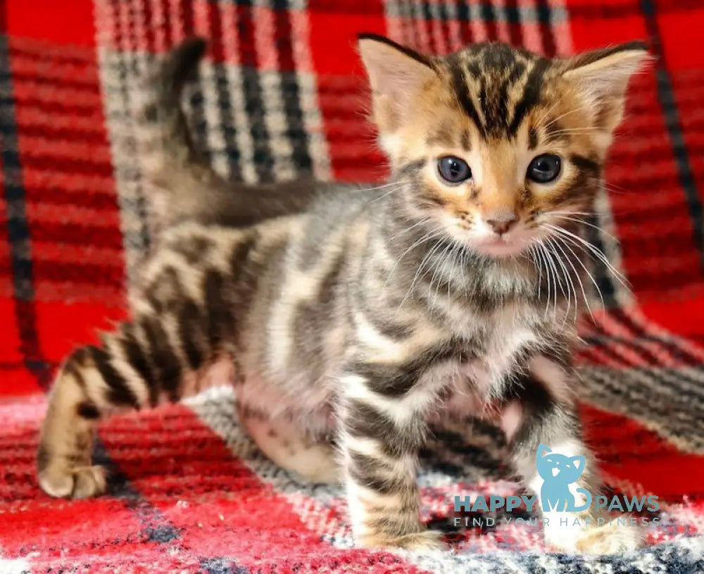 Feniks Bengal male black spotted tabby live animals