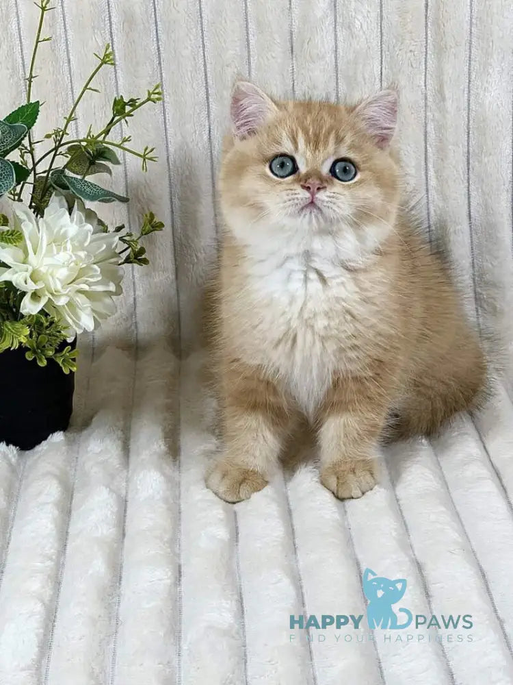 Feniks British Shorthair male black golden chinchilla live animals