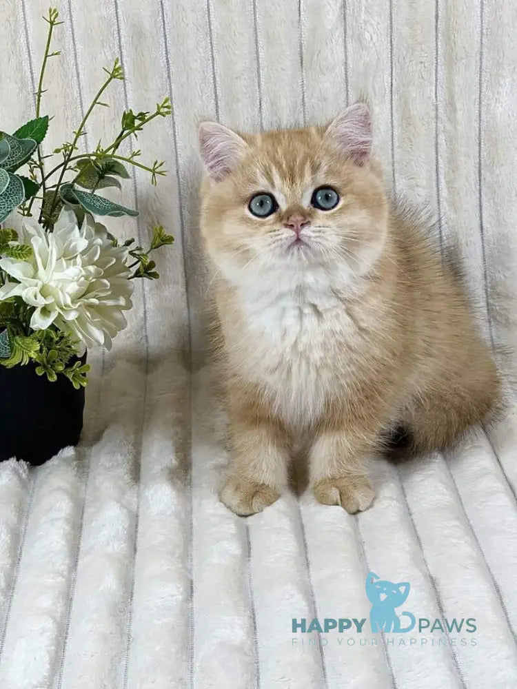 Feniks British Shorthair male black golden chinchilla live animals