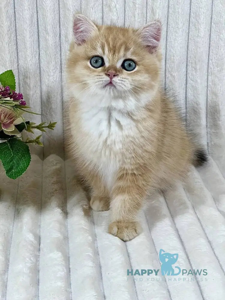 Feniks British Shorthair male black golden chinchilla live animals