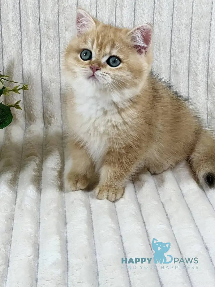 Feniks British Shorthair male black golden chinchilla live animals