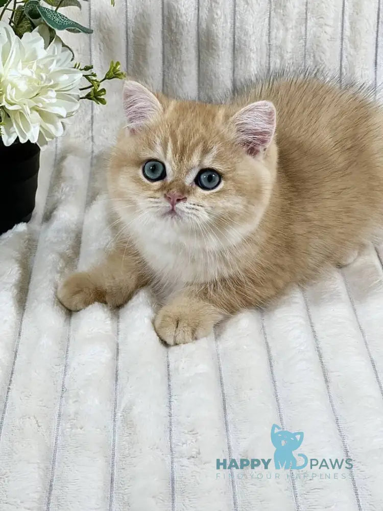 Feniks British Shorthair male black golden chinchilla live animals