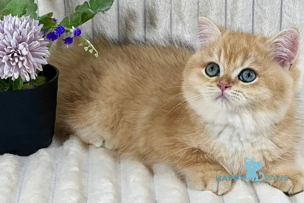 Feniks British Shorthair male black golden chinchilla live animals