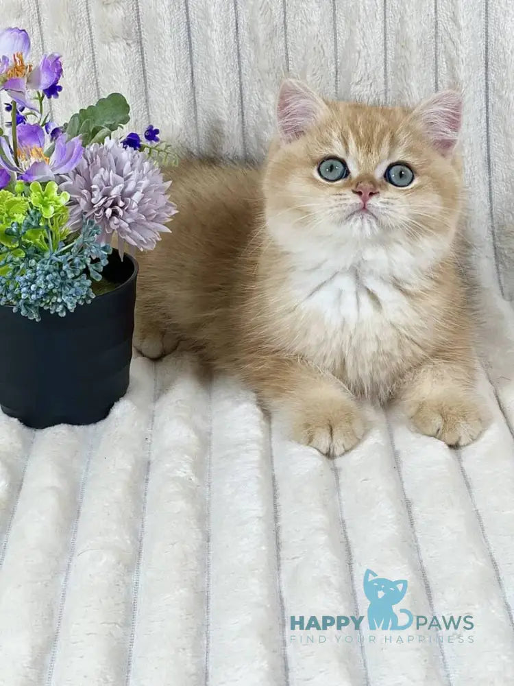 Feniks British Shorthair male black golden chinchilla live animals