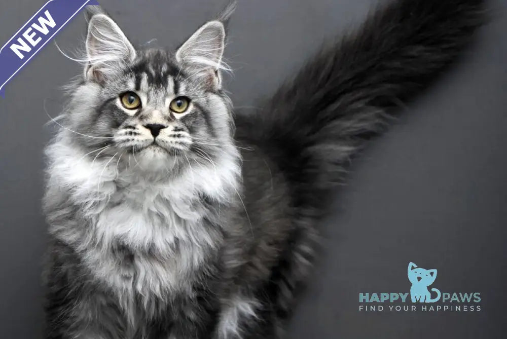 Feniks Maine Coon male black silver tabby live animals