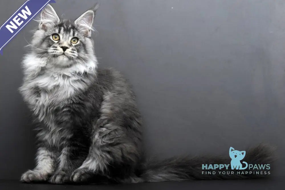 Feniks Maine Coon male black silver tabby live animals