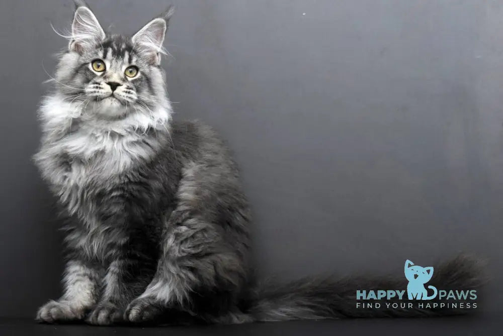 Feniks Maine Coon male black silver tabby live animals