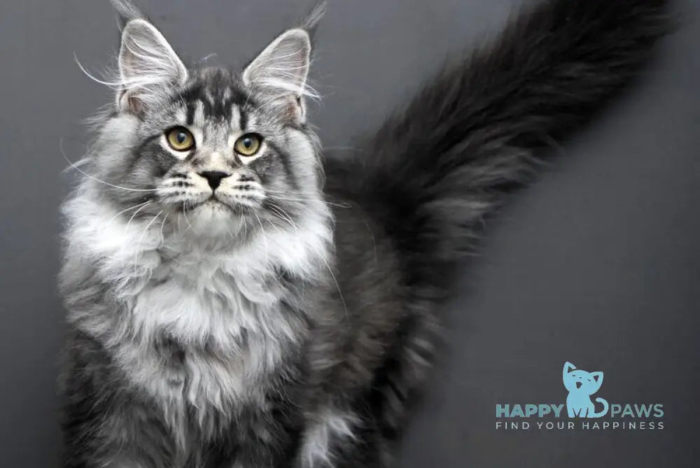 Feniks Maine Coon male black silver tabby live animals