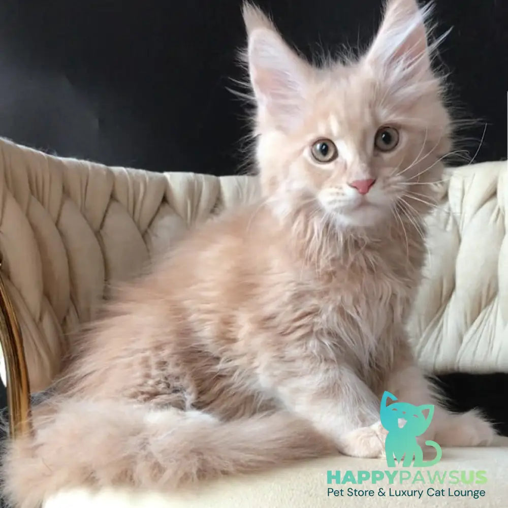 Feniks Maine Coon male cream tabby - live animals