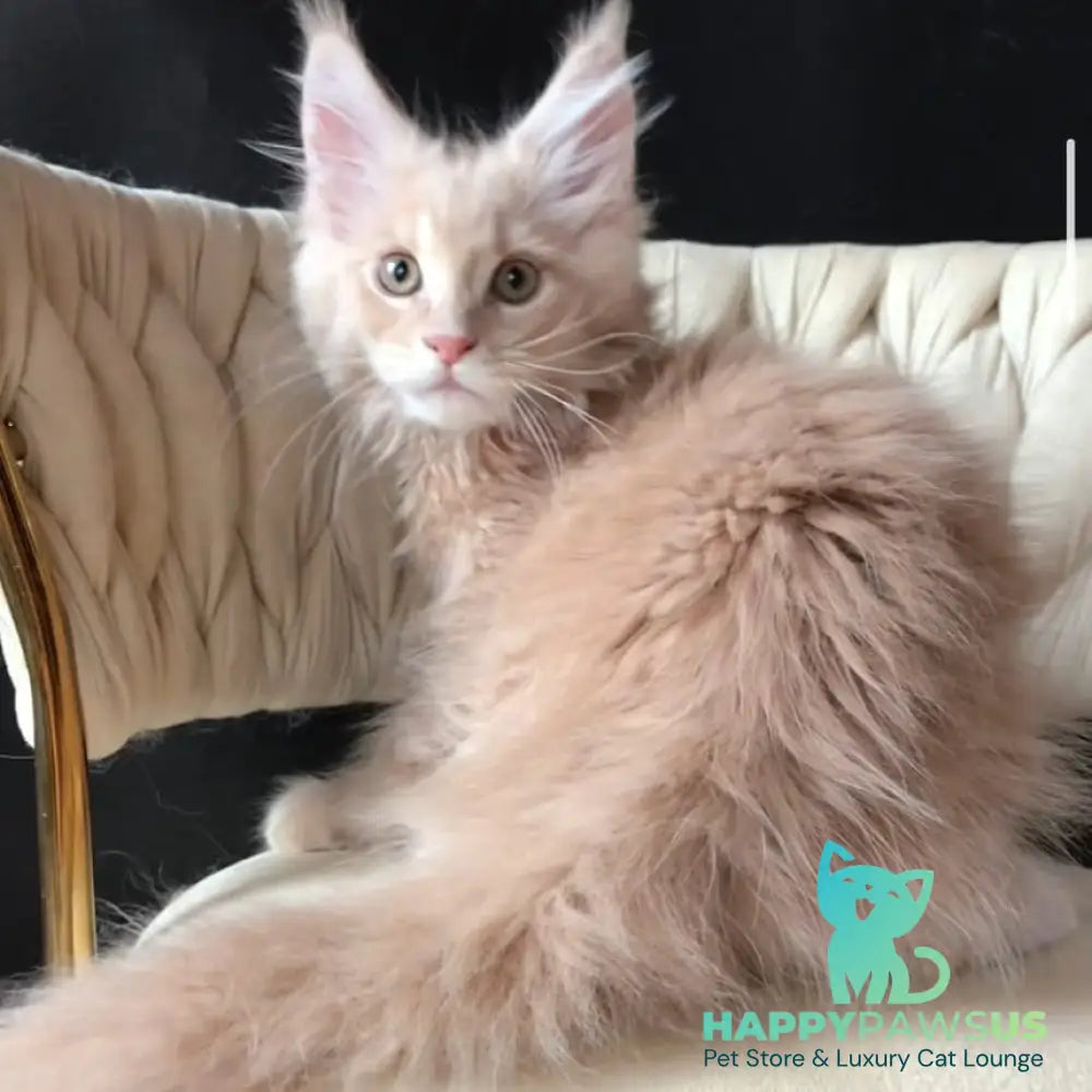 Feniks Maine Coon male cream tabby - live animals