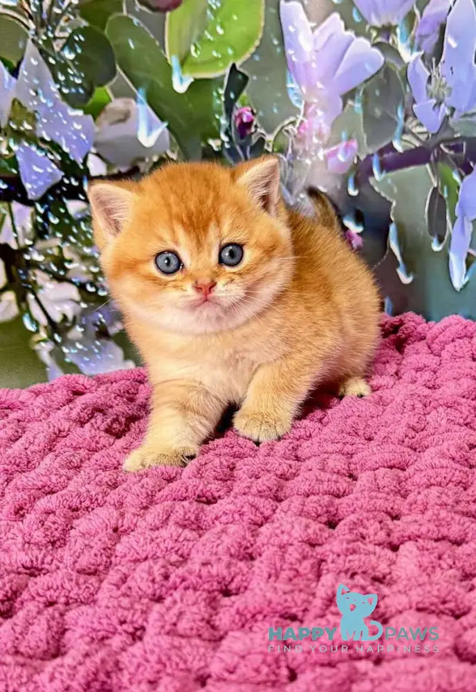 Feniks Scottish Straight male black golden shaded - live animals