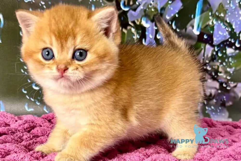 Feniks Scottish Straight male black golden shaded - live animals