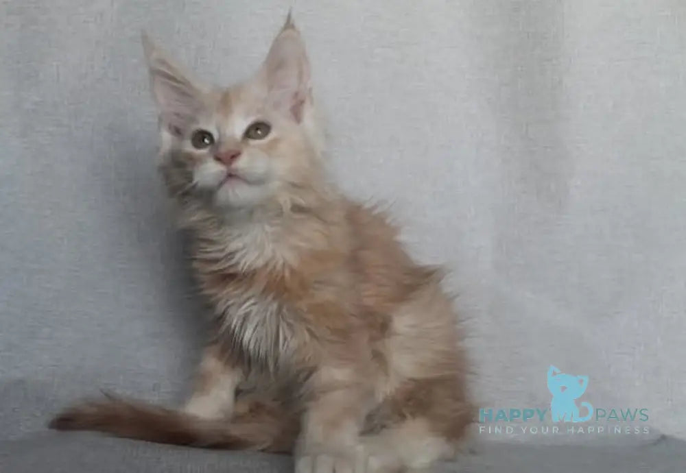 Fenix Maine Coon male cream smoke live animals