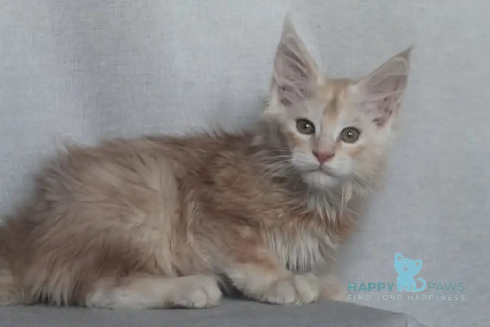 Fenix Maine Coon male cream smoke live animals