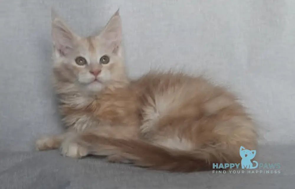 Fenix Maine Coon male cream smoke live animals