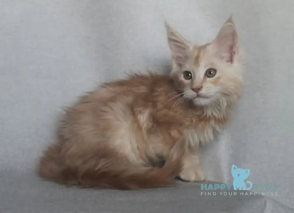 Fenix Maine Coon male cream smoke live animals